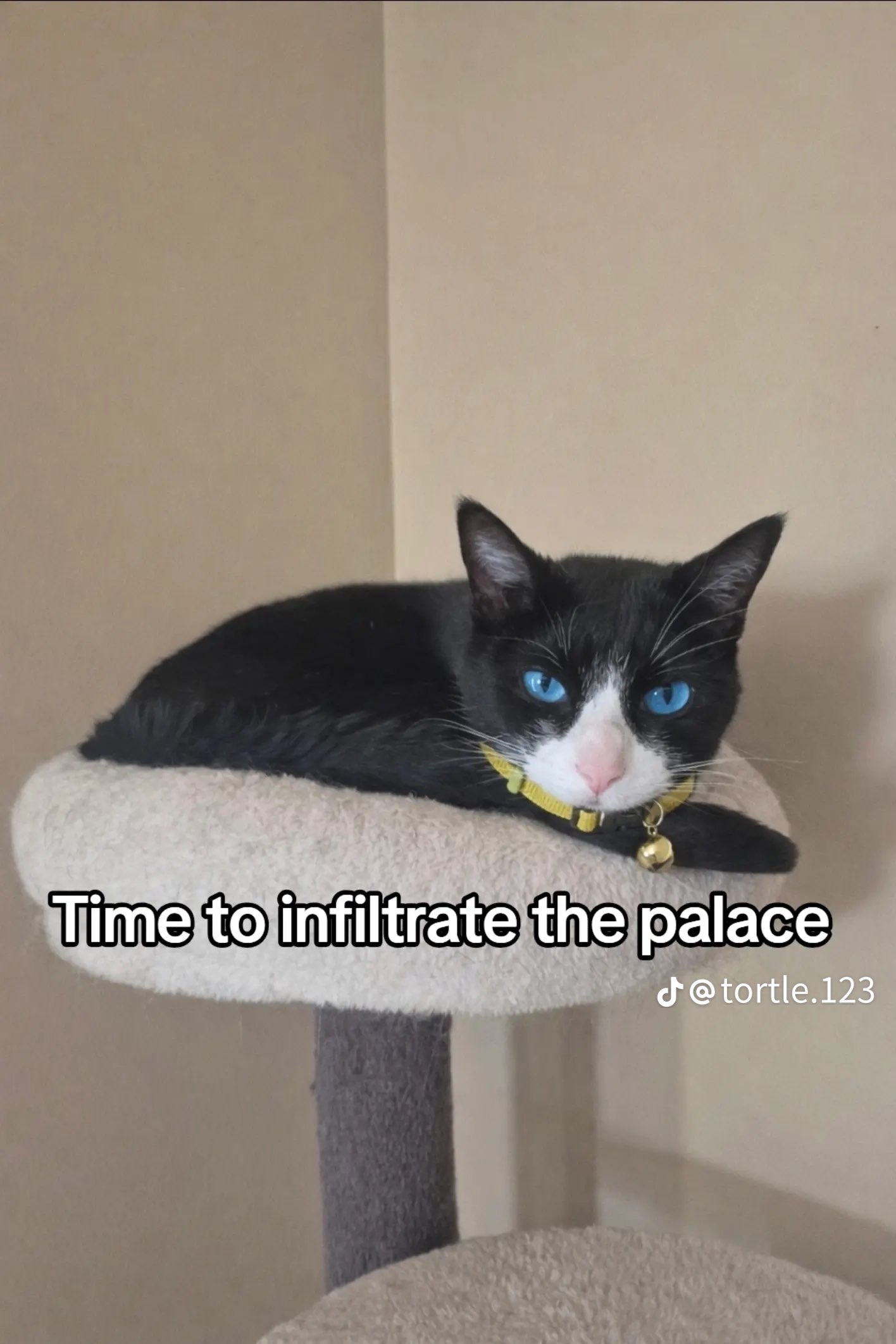 Morgana