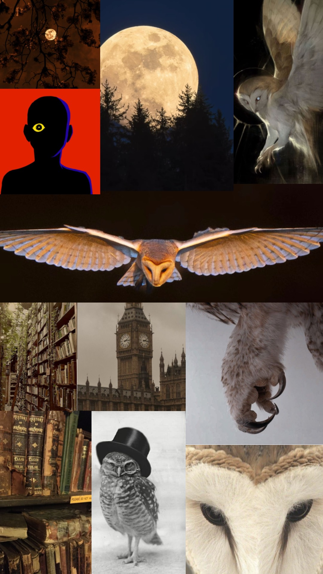 The Owl