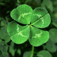 cloverluck25
