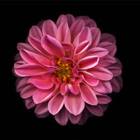 pinky0001