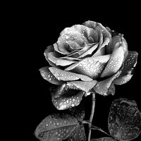 Silver Rose