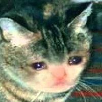 Dapperest of Cats
