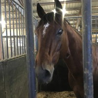OakHill Stables