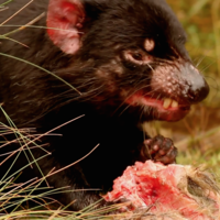 tasmaniandevil