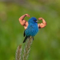 Jay_Bird
