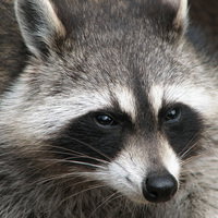 RacksRaccoon