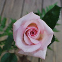 SibylVane