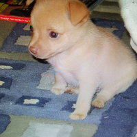 Pixel White Werewolf Girl