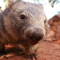 thej3llywombat