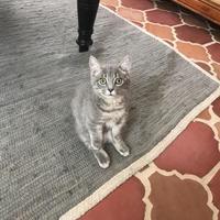 Catmaster0