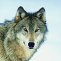 WelshWolf