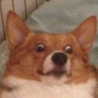 treasure dog