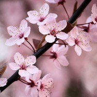 sakurah-07