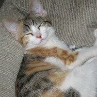 Sillyotakukitty