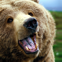 BearInTheRain