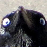 krovus