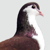 The Holy Pigeon