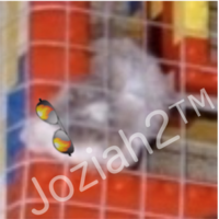 Joziah2