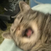 buggi