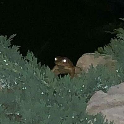Toad