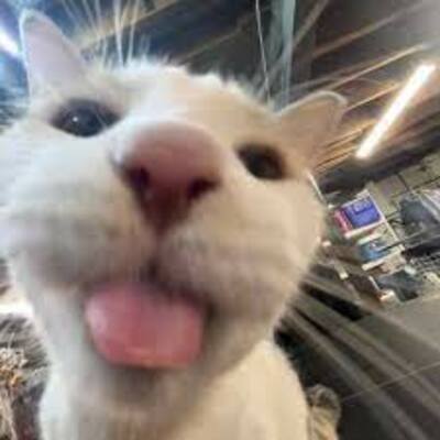 Kittydragon52