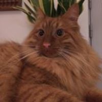 the little kitty