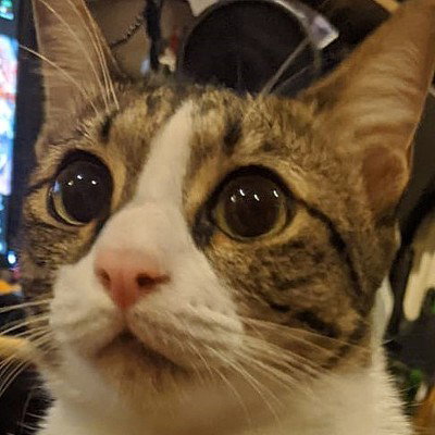 freakytofu