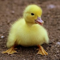 quack