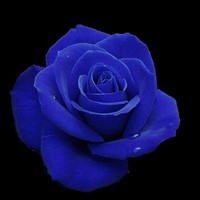 misticrose