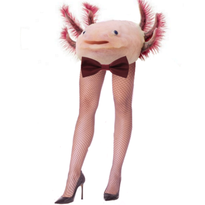 Hazel The Nut