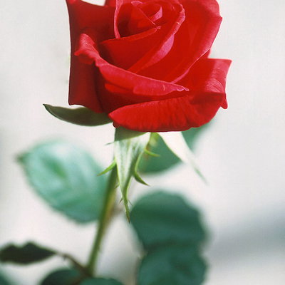 RoseLockwood