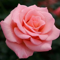 Fate_Rose