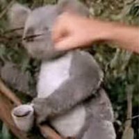 that weird koala man