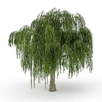 Salix
