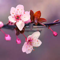 realcherryblossoms