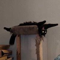 Cryptid7
