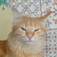RoseRiot