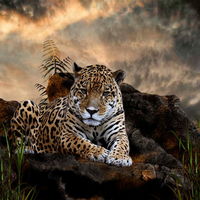 MistressJaguar