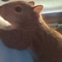 TheFurBeanBuddy