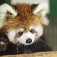 pandawriter
