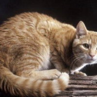 FluffycatVA