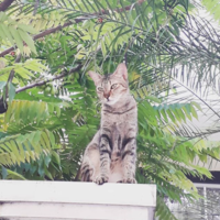 MokiMeow