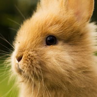 thechocolatebunny