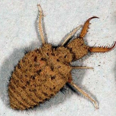 Antliontamer