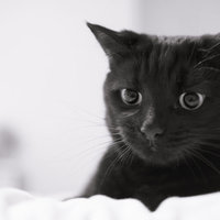 Catpurrnipuss