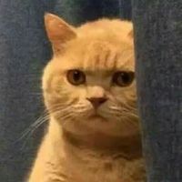 Basil_