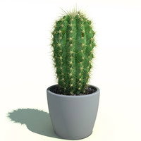 a cactus