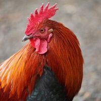 Bok Bok the Cock