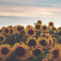 flowerfell