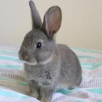 blackrabbit063